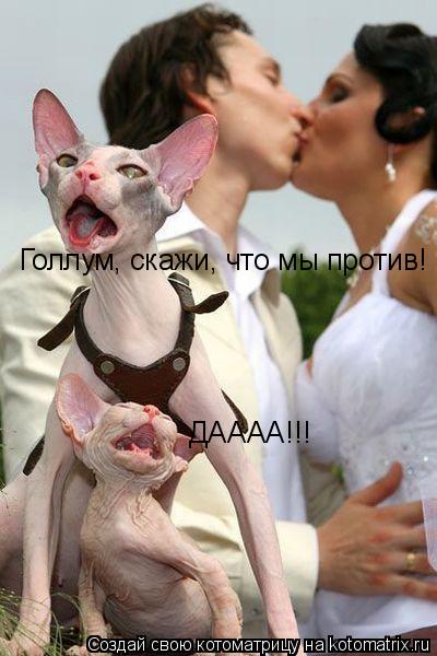Голлум, скажи, что мы против! ДАААА!!!... Котоматрица: Голлум, скажи, что мы против! ДАААА!!!