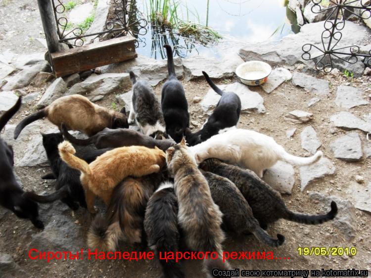 Сироты! Наследие царского режима....... Котоматрица: Сироты! Наследие царского режима....
