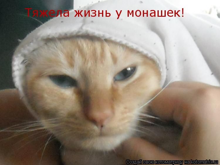 Тяжела жизнь у монашек!... Котоматрица: Тяжела жизнь у монашек!