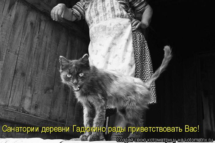 Санатории деревни Гадюкино рады приветствовать Вас!... Котоматрица: Санатории деревни Гадюкино рады приветствовать Вас!