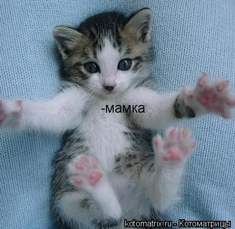 -мамка... Котоматрица: -мамка