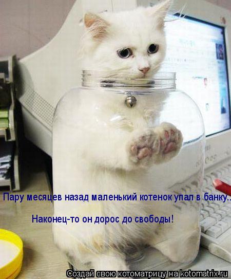 Пару месяцев назад маленький котенок упал в банку... Наконец-то он дорос до свободы!... Котоматрица: Пару месяцев назад маленький котенок упал в банку... Наконец-то он дорос до свободы!