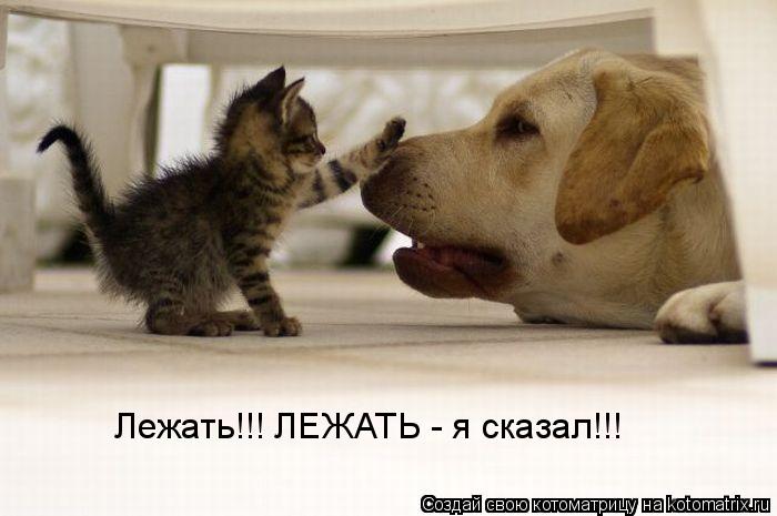 Лежать!!! ЛЕЖАТЬ - я сказал!!!... Котоматрица: Лежать!!! ЛЕЖАТЬ - я сказал!!!