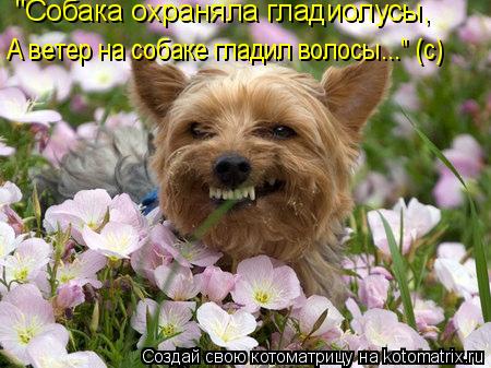 "Собака охраняла гладиолусы, А ветер на собаке гладил волосы..." (с)... Котоматрица: "Собака охраняла гладиолусы, А ветер на собаке гладил волосы..." (с)