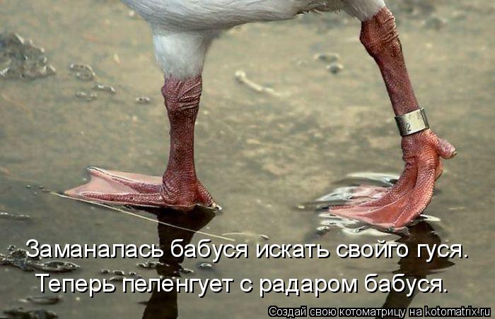 Заманалась бабуся искать свойго гуся. Теперь пеленгует с радаром бабуся.... Котоматрица: Заманалась бабуся искать свойго гуся. Теперь пеленгует с радаром бабуся.