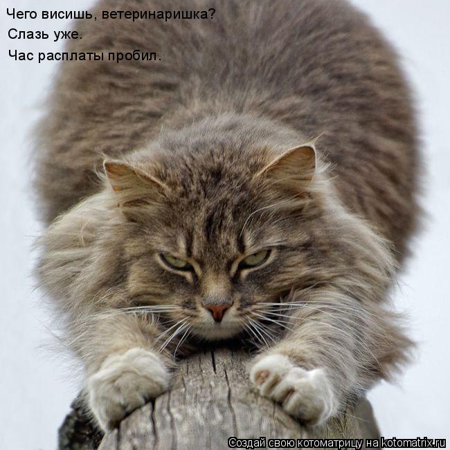 Котоматрица: Чего висишь, ветеринаришка?  Слазь уже. Час расплаты пробил.