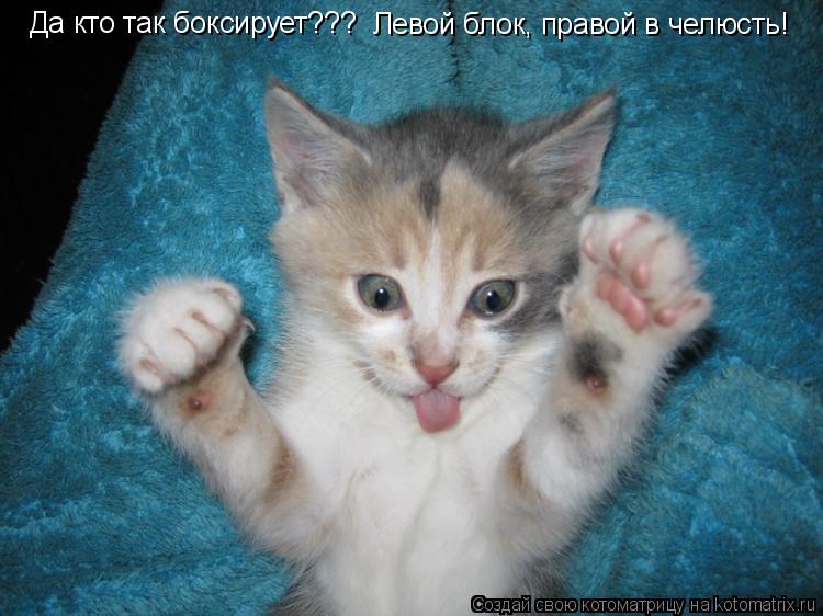 Да кто так боксирует??? Левой блок, правой в челюсть!... Котоматрица: Да кто так боксирует??? Левой блок, правой в челюсть!