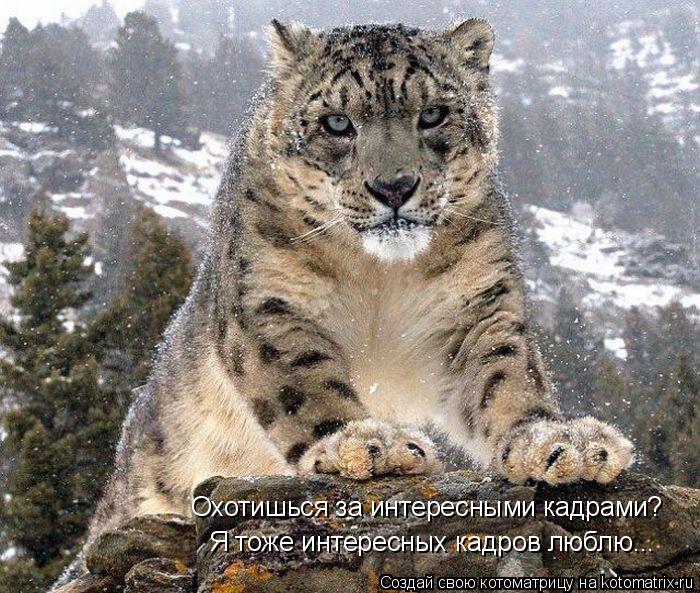 Я тоже интересных кадров люблю... Охотишься за интересными кадрами?... Котоматрица: Я тоже интересных кадров люблю... Охотишься за интересными кадрами?