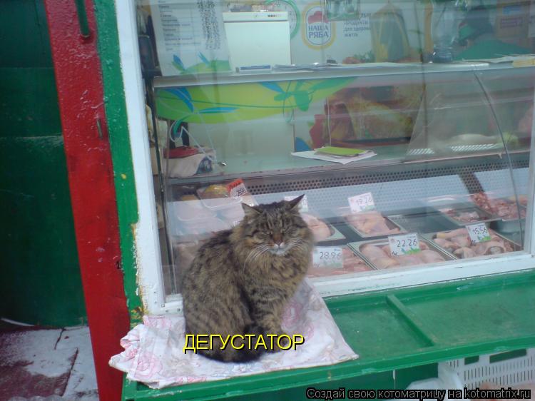 ДЕГУСТАТОР... Котоматрица: ДЕГУСТАТОР