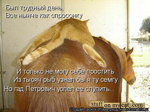 Был трудный день, Все нынче как спросонку И только не могу себе простить Из тысяч рыб узнал бы я ту ... Котоматрица: Был трудный день, Все нынче как спросонку И только не могу себе простить Из тысяч рыб узнал бы я ту семгу Но гад Петрович успел ее слупить...