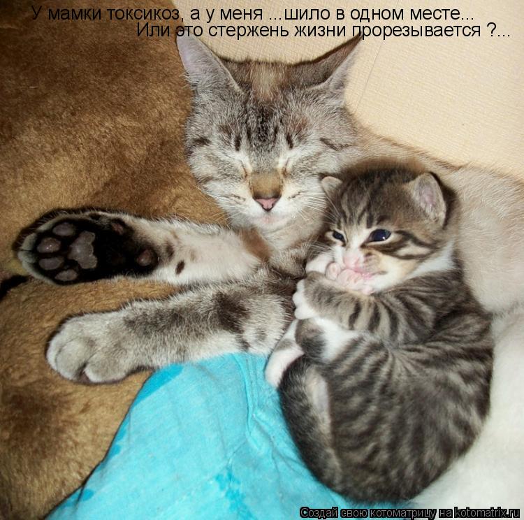 У мамки токсикоз, а у меня ...шило в одном месте... Или это стержень жизни прорезывается ?...... Котоматрица: У мамки токсикоз, а у меня ...шило в одном месте... Или это стержень жизни прорезывается ?...