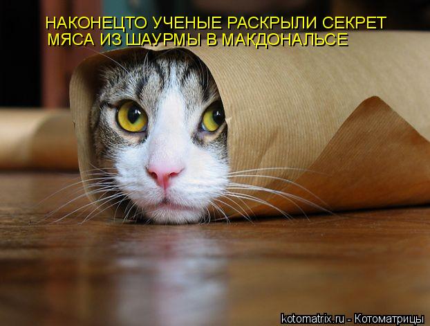 МЯСА ИЗ ШАУРМЫ В МАКДОНАЛЬСЕ НАКОНЕЦТО УЧЕНЫЕ РАСКРЫЛИ СЕКРЕТ... Котоматрица: МЯСА ИЗ ШАУРМЫ В МАКДОНАЛЬСЕ НАКОНЕЦТО УЧЕНЫЕ РАСКРЫЛИ СЕКРЕТ