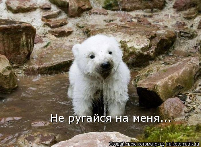 Не ругайся на меня...... Котоматрица: Не ругайся на меня...