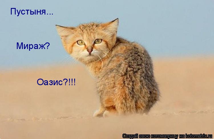Пустыня... Мираж? Оазис?!!!... Котоматрица: Пустыня... Мираж? Оазис?!!!