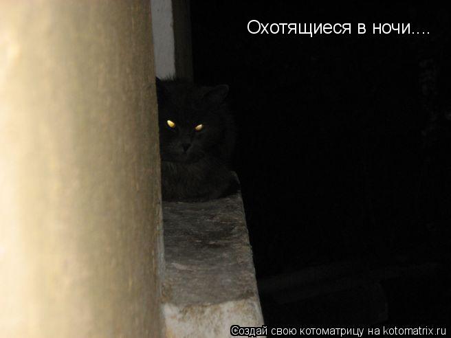 Охотящиеся в ночи....... Котоматрица: Охотящиеся в ночи....