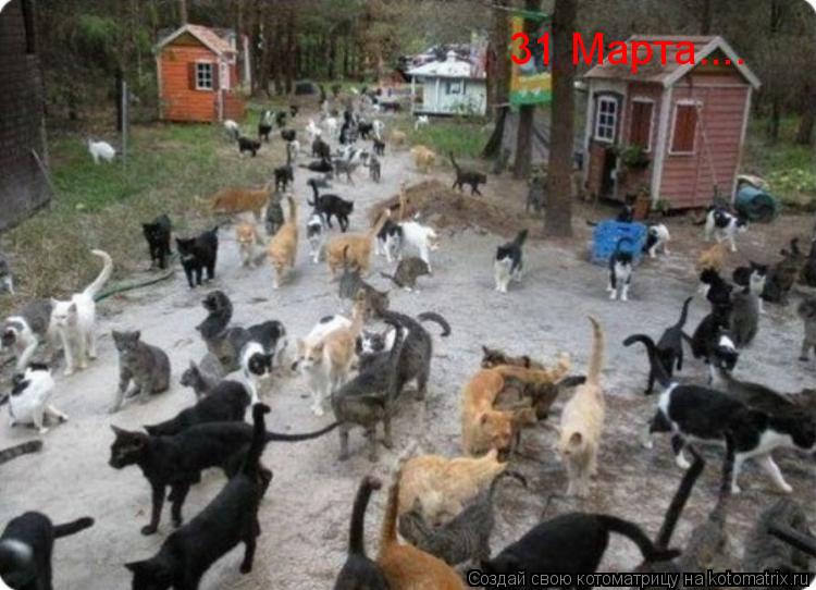31 Марта....... Котоматрица: 31 Марта....