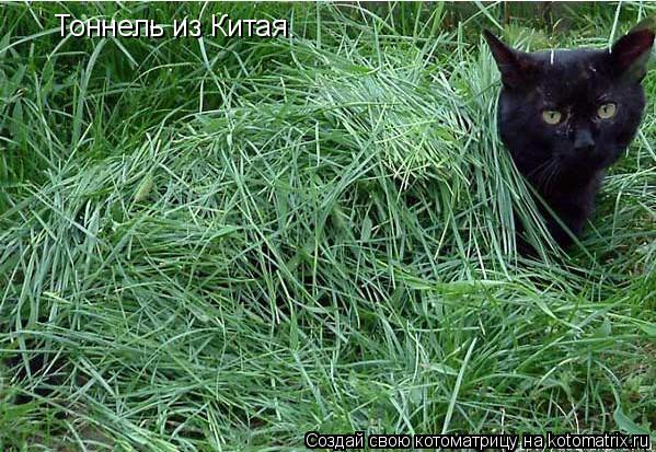 Тоннель из Китая.... Котоматрица: Тоннель из Китая.