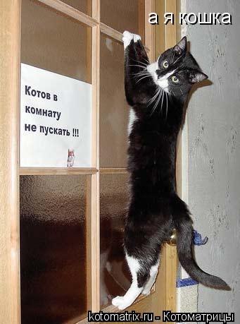 а я кошка... Котоматрица: а я кошка