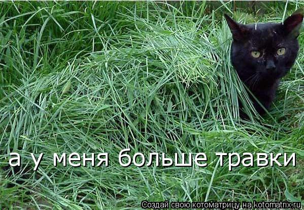а у меня больше травки... Котоматрица: а у меня больше травки