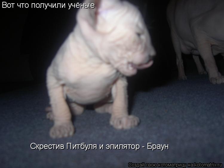 Вот что получили учёные Скрестив Питбуля и эпилятор - Браун... Котоматрица: Вот что получили учёные Скрестив Питбуля и эпилятор - Браун