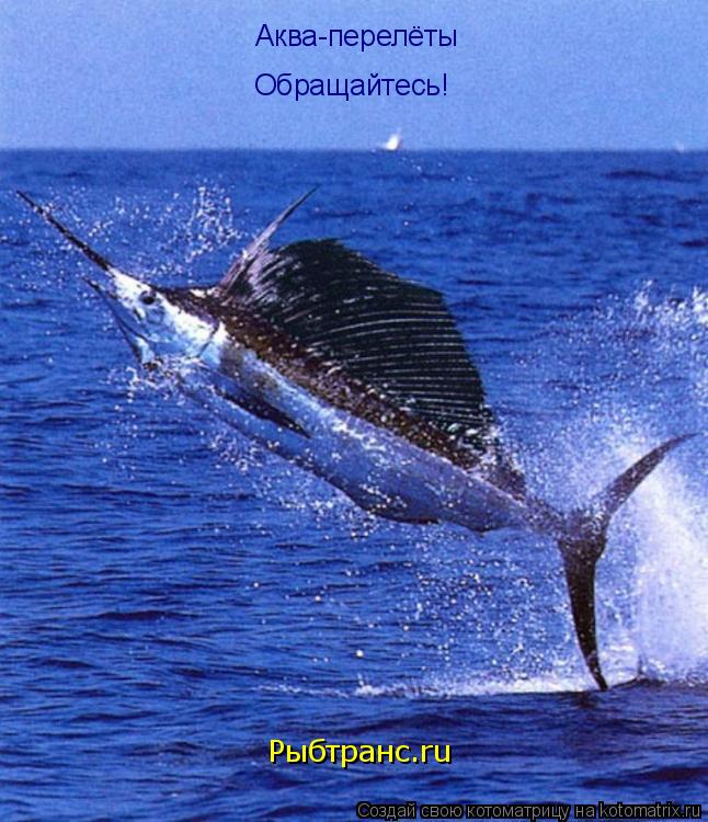 Аква-перелёты Обращайтесь! Рыбтранс.ru... Котоматрица: Аква-перелёты Обращайтесь! Рыбтранс.ru