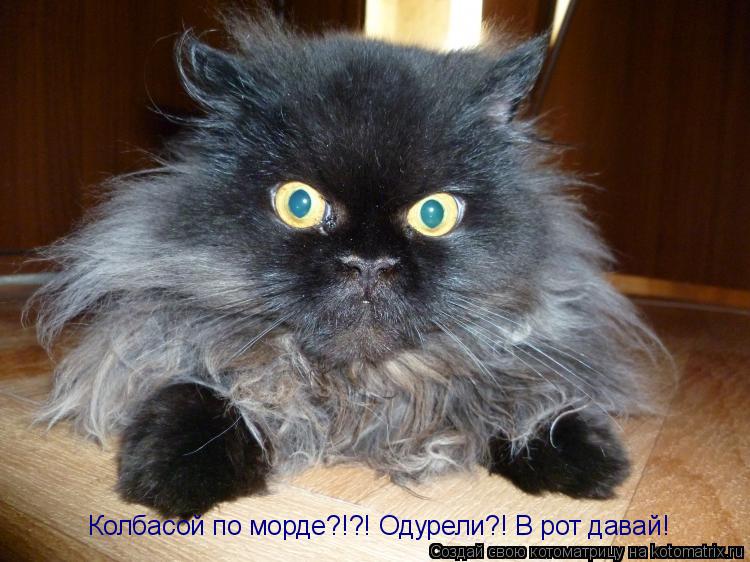 Колбасой по морде?!?! Одурели?! В рот давай!... Котоматрица: Колбасой по морде?!?! Одурели?! В рот давай!
