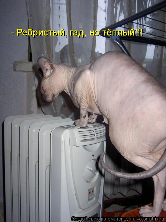 - Ребристый, гад, но тёплый!!!... Котоматрица: - Ребристый, гад, но тёплый!!!