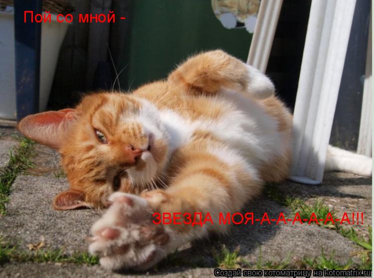 Пой со мной - ЗВЕЗДА МОЯ-А-А-А-А-А-А!!!... Котоматрица: Пой со мной - ЗВЕЗДА МОЯ-А-А-А-А-А-А!!!