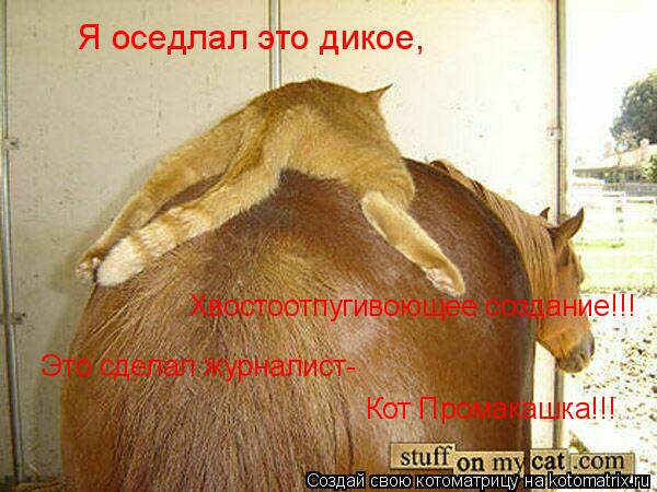 Я оседлал это дикое, Хвостоотпугивоющее создание!!! Это сделал журналист- Кот Промакашка!!!... Котоматрица: Я оседлал это дикое, Хвостоотпугивоющее создание!!! Это сделал журналист- Кот Промакашка!!!