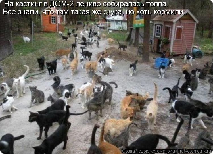 На кастинг в ДОМ-2 лениво собиралась толпа... Все знали, что там такая же скука, но хоть кормили...... Котоматрица: На кастинг в ДОМ-2 лениво собиралась толпа... Все знали, что там такая же скука, но хоть кормили...