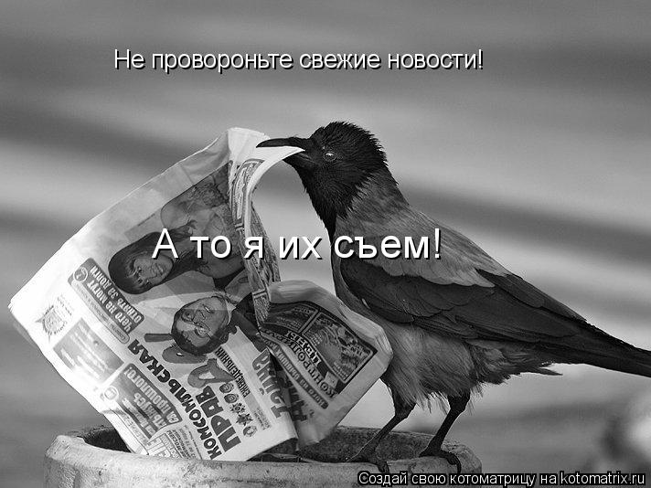 Не провороньте свежие новости! А то я их съем!... Котоматрица: Не провороньте свежие новости! А то я их съем!