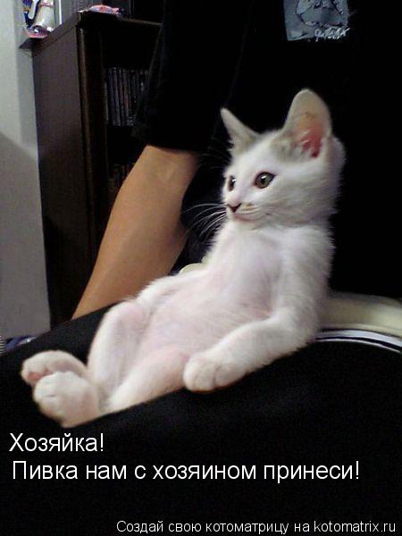 Хозяйка! Пивка нам с хозяином принеси!... Котоматрица: Хозяйка! Пивка нам с хозяином принеси!