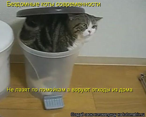 Бездомные коты современности Не лазят по помойкам а воруют отходы из дома... Котоматрица: Бездомные коты современности Не лазят по помойкам а воруют отходы из дома