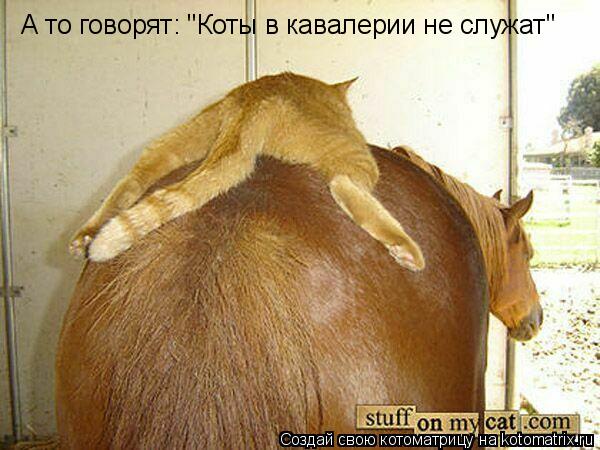 А то говорят: "Коты в кавалерии не служат"... Котоматрица: А то говорят: "Коты в кавалерии не служат"