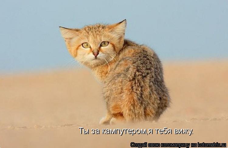Ты за кампутером,я тебя вижу.... Котоматрица: Ты за кампутером,я тебя вижу.