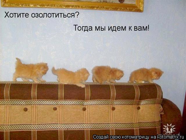 Хотите озолотиться? Тогда мы идем к вам!... Котоматрица: Хотите озолотиться? Тогда мы идем к вам!