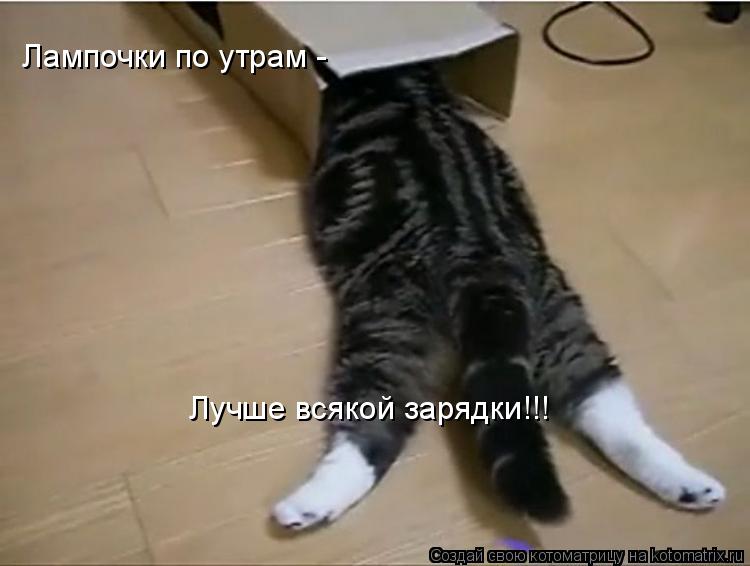 Лампочки по утрам - Лучше всякой зарядки!!!... Котоматрица: Лампочки по утрам - Лучше всякой зарядки!!!
