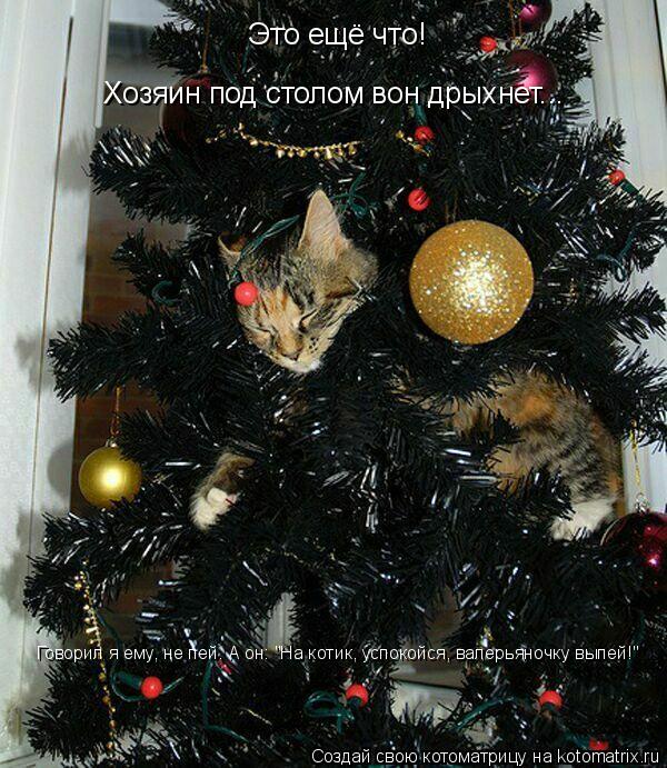 Это ещё что! Хозяин под столом вон дрыхнет... Говорил я ему, не пей. А он: "На котик, успокойся, вале... Котоматрица: Это ещё что! Хозяин под столом вон дрыхнет... Говорил я ему, не пей. А он: "На котик, успокойся, валерьяночку выпей!"