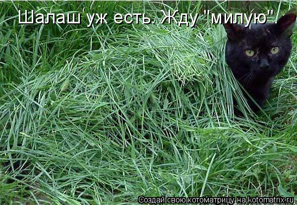 Шалаш уж есть. Жду "милую".... Котоматрица: Шалаш уж есть. Жду "милую".