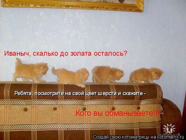 Иваныч, скалько до золата осталось? Ребята, посмотрите на свой цвет шерсти и скажите - Кого вы обманы... Котоматрица: Иваныч, скалько до золата осталось? Ребята, посмотрите на свой цвет шерсти и скажите - Кого вы обманываете!!!
