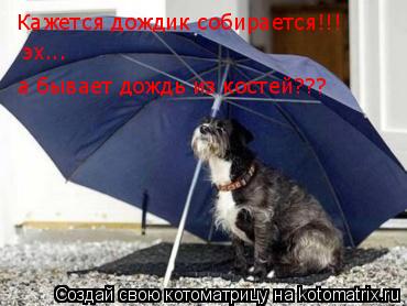 Кажется дождик собирается!!! эх... а бывает дождь из костей???... Котоматрица: Кажется дождик собирается!!! эх... а бывает дождь из костей???
