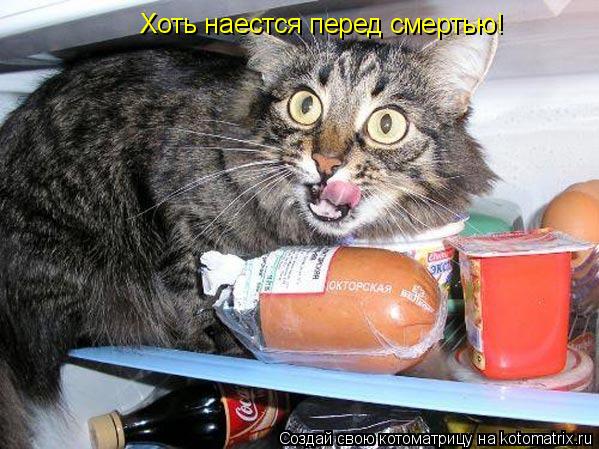 Хоть наестся перед смертью!... Котоматрица: Хоть наестся перед смертью!