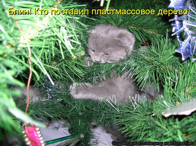 Блин! Кто поставил пластмассовое дерево!... Котоматрица: Блин! Кто поставил пластмассовое дерево!