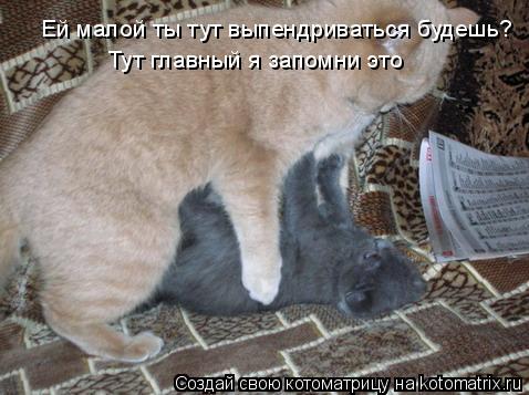 Ей малой ты тут выпендриваться будешь? Тут главный я запомни это... Котоматрица: Ей малой ты тут выпендриваться будешь? Тут главный я запомни это