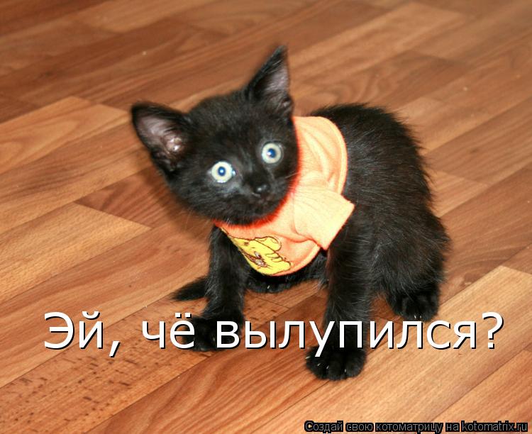 Эй, чё вылупился?... Котоматрица: Эй, чё вылупился?