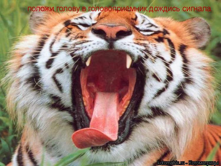 положи голову в головоприёмник.дождись сигнала.... Котоматрица: положи голову в головоприёмник.дождись сигнала.