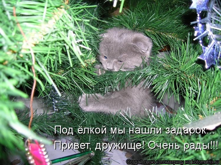 Под ёлкой мы нашли задарок... Привет, дружище! Очень рады!!!... Котоматрица: Под ёлкой мы нашли задарок... Привет, дружище! Очень рады!!!