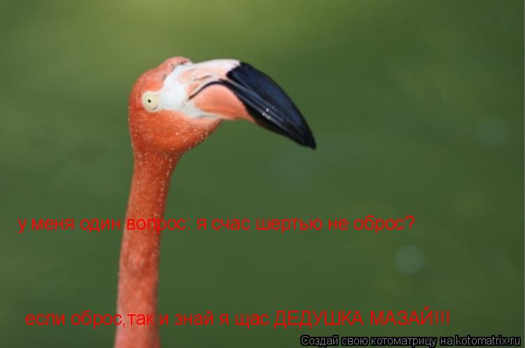 у меня один вопрос: я счас шертью не оброс? если оброс,так и знай я щас ДЕДУШКА МАЗАЙ!!!... Котоматрица: у меня один вопрос: я счас шертью не оброс? если оброс,так и знай я щас ДЕДУШКА МАЗАЙ!!!