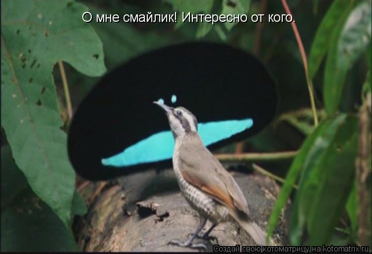 О мне смайлик! Интересно от кого.... Котоматрица: О мне смайлик! Интересно от кого.