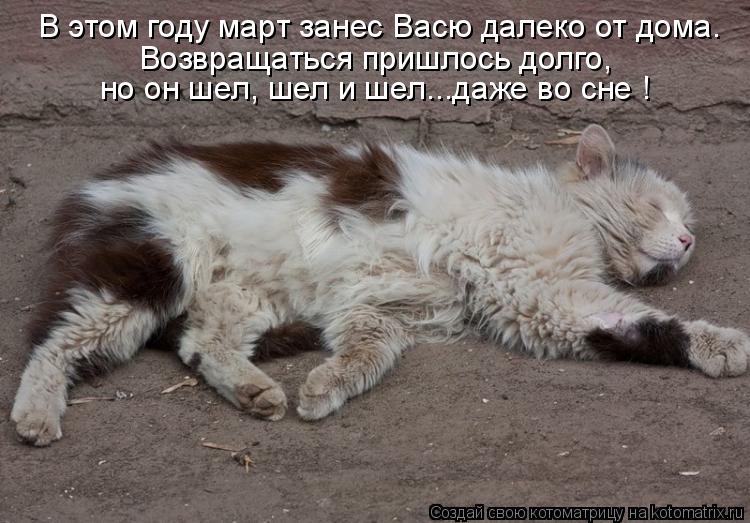 В этом году март занес Васю далеко от дома. Возвращаться пришлось долго, но он шел, шел и шел...даже ... Котоматрица: В этом году март занес Васю далеко от дома. Возвращаться пришлось долго, но он шел, шел и шел...даже во сне !